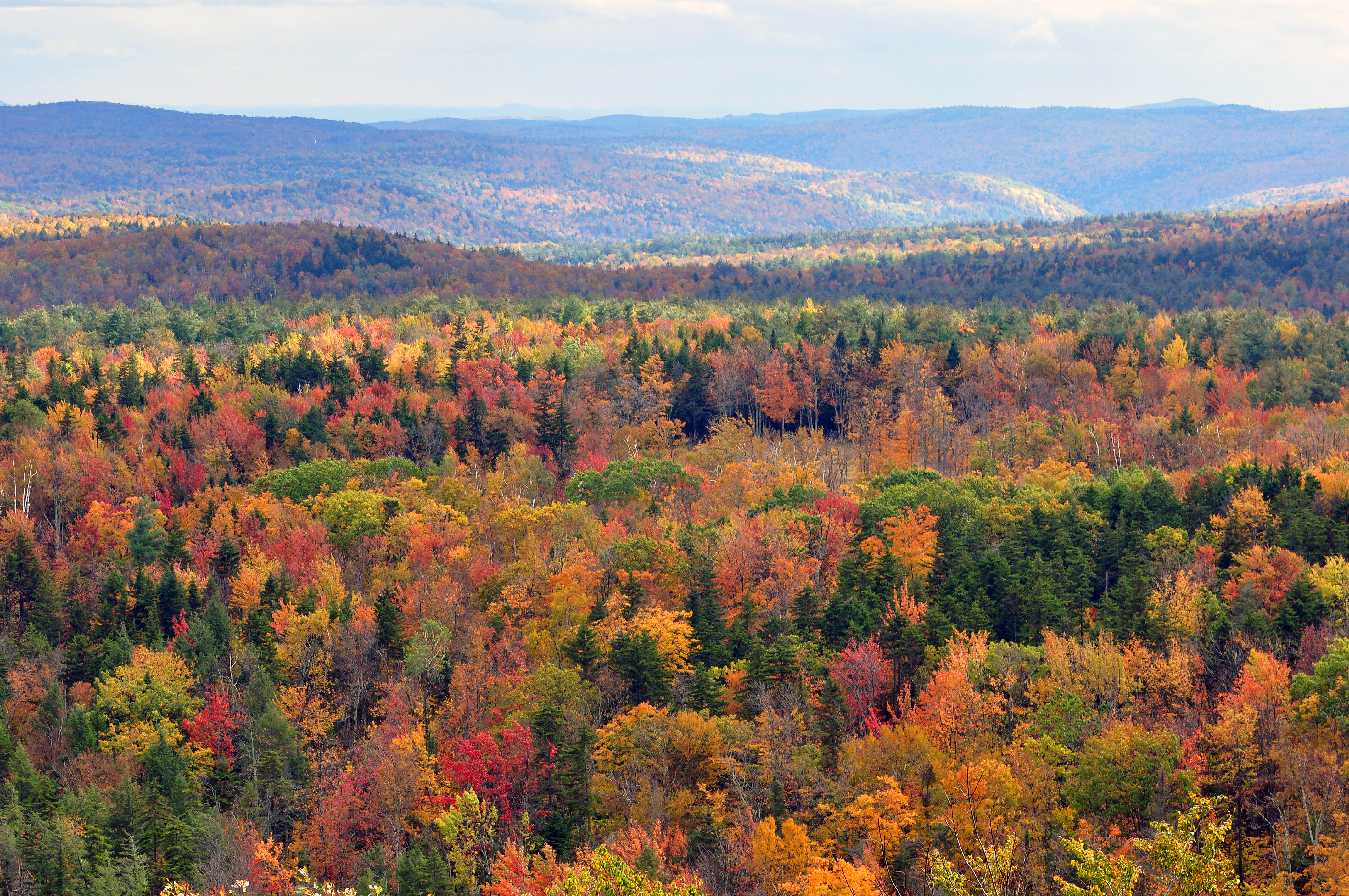 Colorful_trees