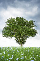 shutterstock_127245677
