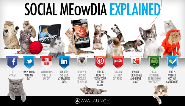 social-media-explained-by-cute-cats_5127ca6880db9