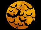 Halloween-bats